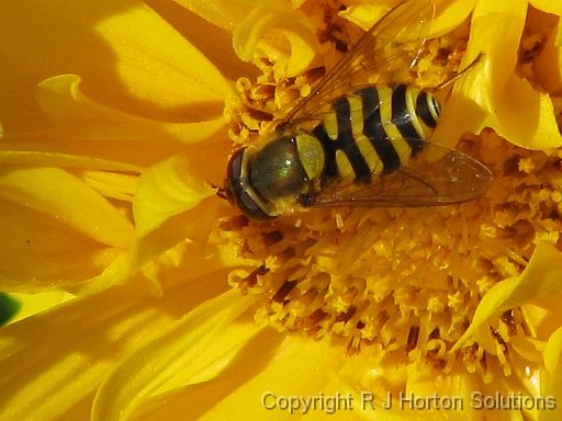 Coreopsis Double Bee_1